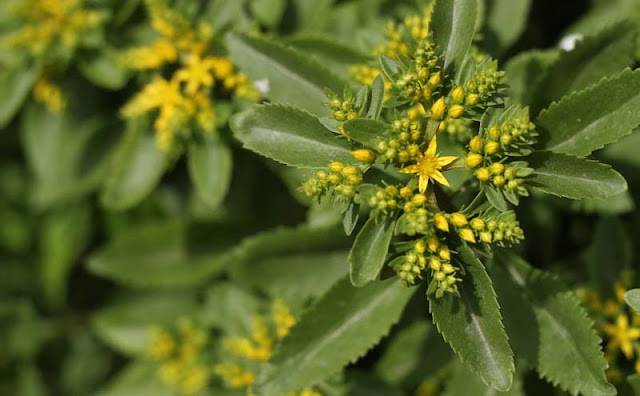 Sedum Aizoon Flowers Pictures