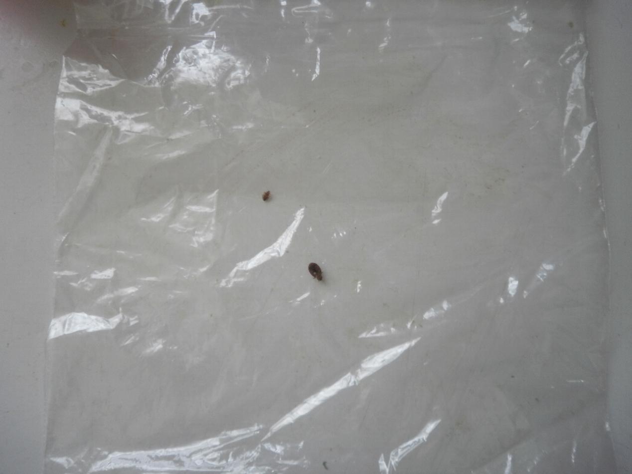 White Bed Bugs The anatomy of a bed bug war