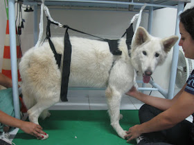 fisioterapia em cães