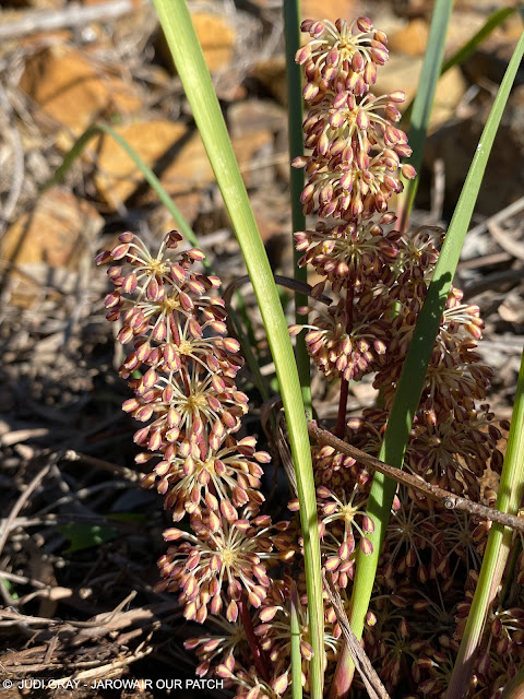 Lomandra multifora (Many-flowered Mat Rush) in Bloom at Jarowair Our Patch, South East Queensland