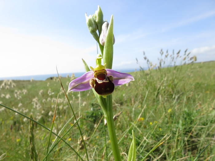 Orchidées Abeille