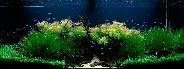 aquascape nature style