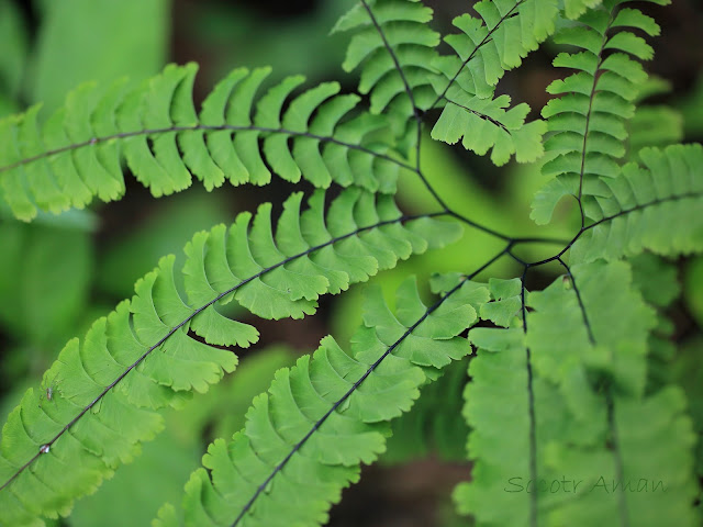 Adiantum pedatum