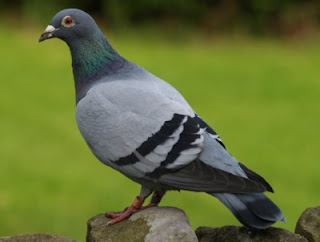 burung merpati deteksi kanker