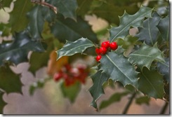 Acebo (Ilex aquifolium).