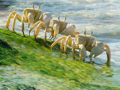 Misteri Pulau Socotra