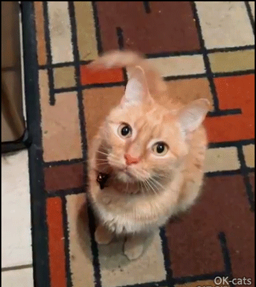 Amazing cat  wagging his tail like a d g when he begs  for 