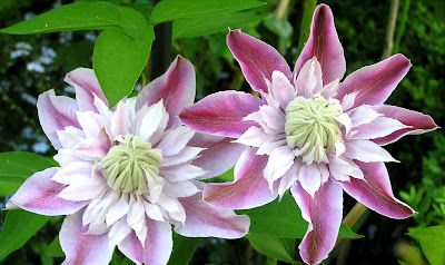 clematis cu floare dubla