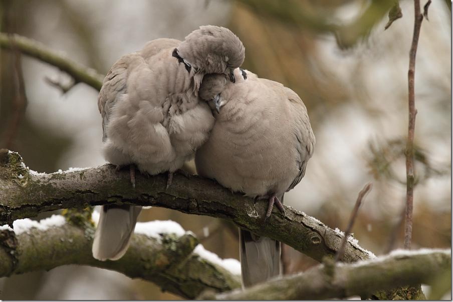 Dove love post by jchip8