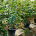 Top Tips for Growing Healthy Blueberries in Containers