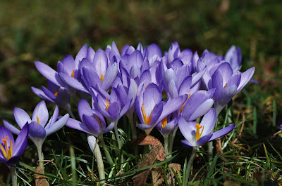 Crocus flowers