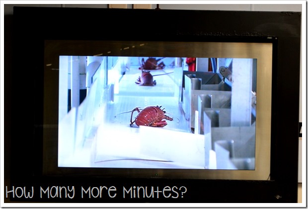 The Lobster Shack in Cervantes | How Many More Minutes?