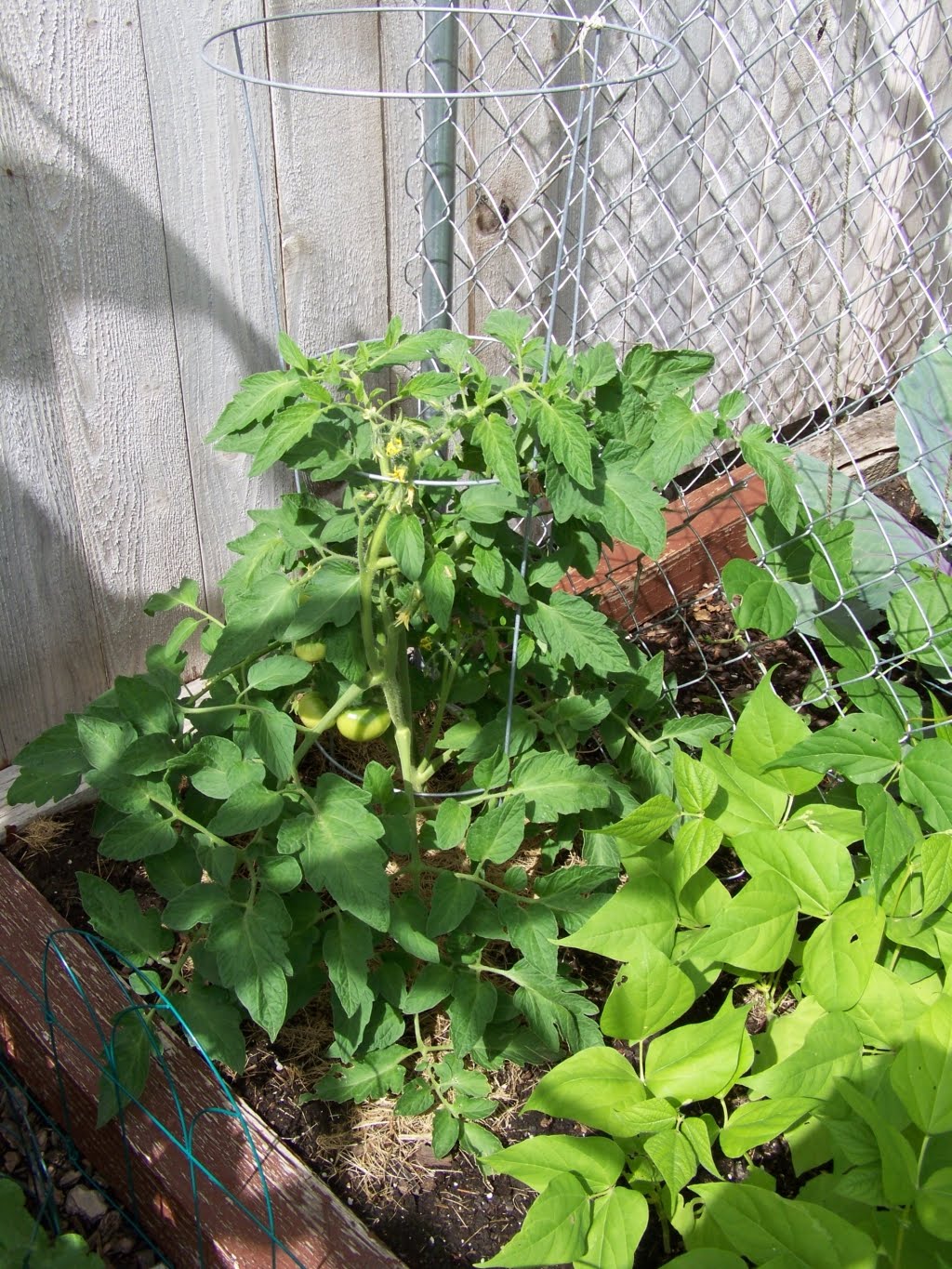 all of my tomato plants,