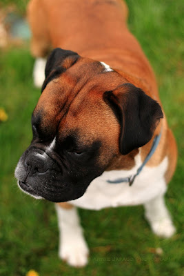 boxer dog, beautiful rusty colour