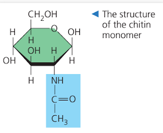Kitin, struktur monomer kitin, gambar monomer kitin, kitin adalah