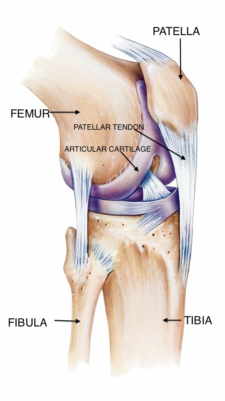anatomy4fitness: July 2012