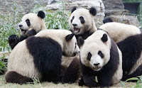 Giant pandas in Beijing Zoo.