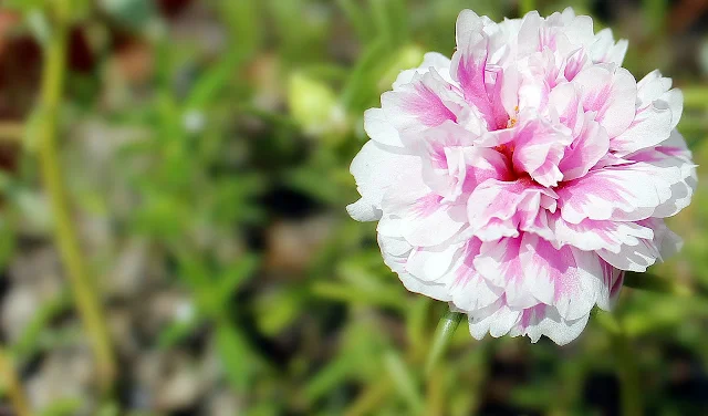 Foto Macro Bunga Jepretan Hari Ini