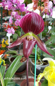 orquidea- sapatinho holandes-vinho