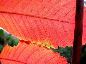  colores rojos de otoño en las hojas