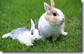 rabbit 33 desktop widescreen wallpaper