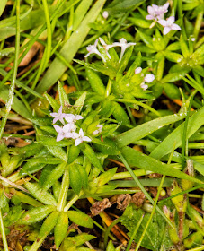 Field Madder, Sherardia arvensis.  Leybourne Lakes, 16 June 2016.