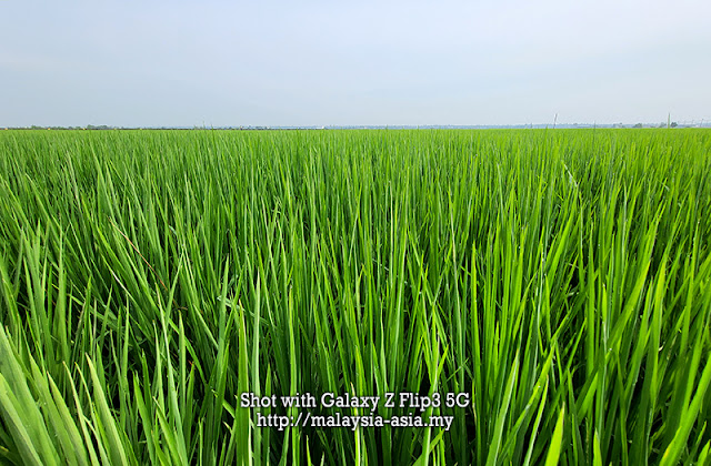 Green Paddy Field Sekinchan