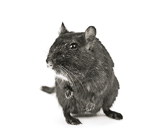 Tips on How to Get Rid of Rats Easily Without Hassle