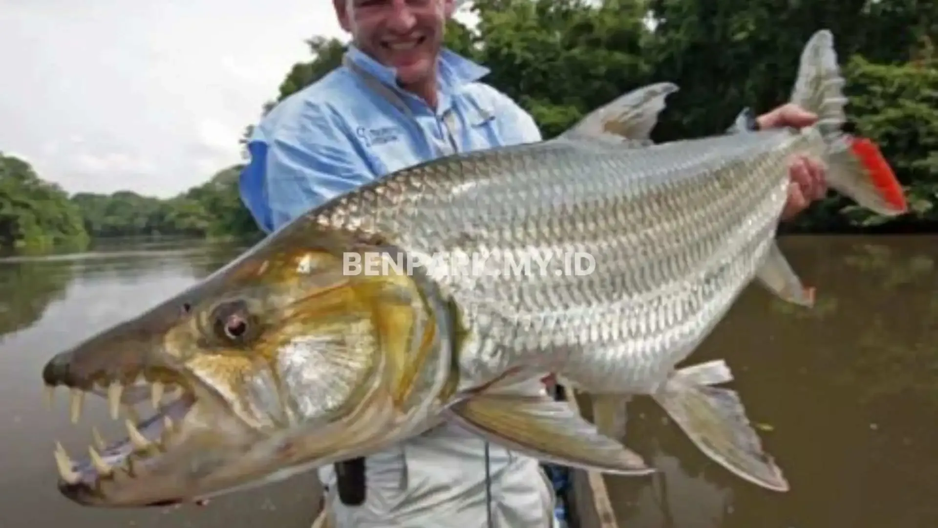 Goliath Tigerfish