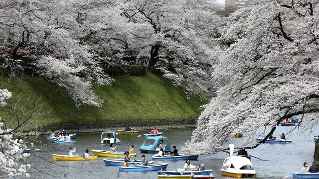 Melihat Pesona Bunga Sakura dengan Tur Kereta 52 Seki no Shifuku Ohanami