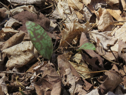 trout lily