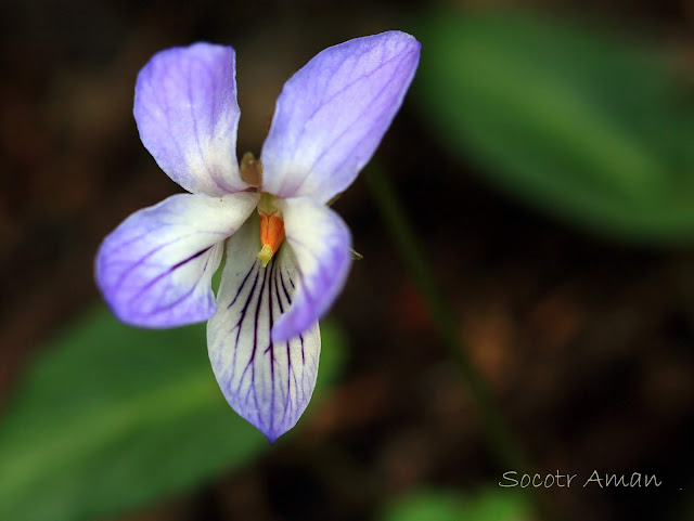 Viola bissetii