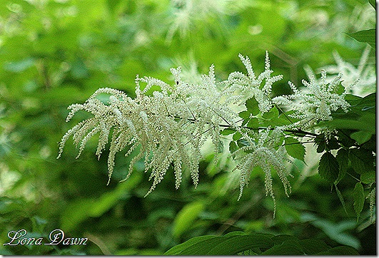 EJC_Aruncus_Goatsbeard