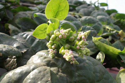 Basella alba (Crawling Spinach) 1