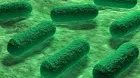 e. coli bacteriocins