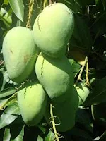 mangga arum manis