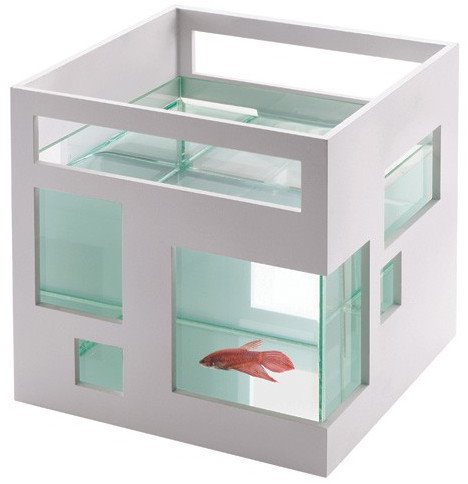 planted goldfish tank. Architectural Goldfish Tank