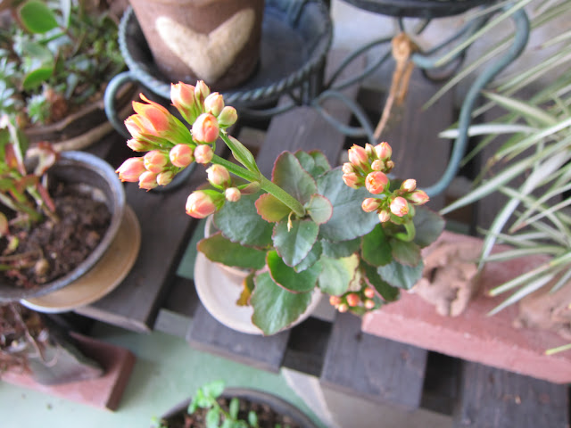 陶芸館の花