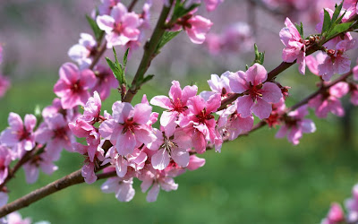 Cherry Blossom trees picture