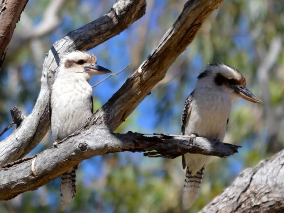 37 Interesting Facts About Laughing Kookaburra With Pictures, Kookaburra information, Kookaburra birds, Kookaburra facts for kids, Kookaburra facts, kookaburra bat, kookaburra bird laughing, kookaburra bird sound, kookaburra bird images, kookaburra bird australia, Birds, Beautiful birds, animals, birds in English, birds facts for kids, birds facts, beautiful birds in the world, beautiful birds images, birds name in english, interesting facts about animals, interesting facts about birds, top most beautiful birds, top most dangerous birds, top most dangerous animals in the world, colorful birds, Birds with long beaks, domestic animal, amazing birds facts, birds name, birds name list, beautiful birds drawing, beautiful birds flying, kv facts, kvfacts, facts kv