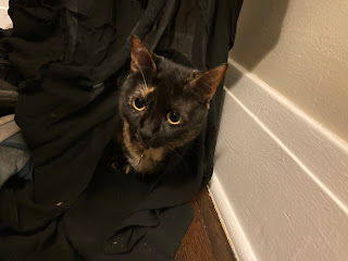 A small black and brown cat is huddling in draping black fabric. Her eyes are bright and she looks alert but happy.