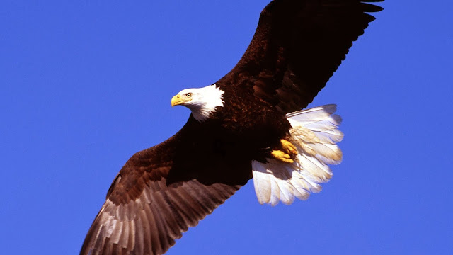 3D Flying Bald Eagle HD Wallpaper Free