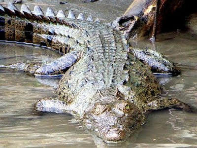 Caiman facts and information