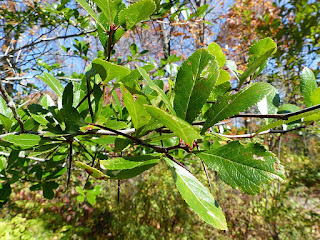 Aubépine ergot de Coq - Aubépine de Virginie - Crataegus crus-galli 