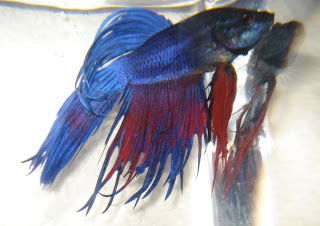 crowntail betta splenden