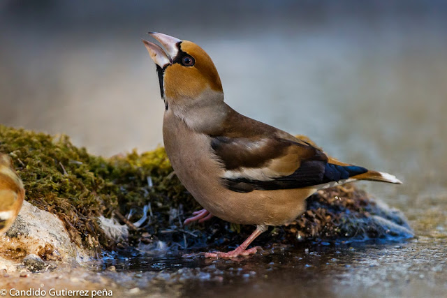 COCCOTRAUSTES COCCOTRAUSTES, FRINGILLIDAE, HIDE MOTILLA PALANCAR, PASSEIFORME, PICOGORDO, 