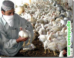 ‘Pakistan has great export potential in poultry industry’ ‘Pakistan has great export potential in poultry industry’