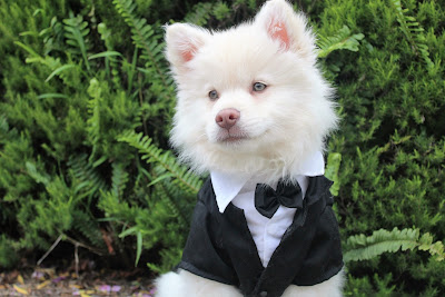 Perro vestido para una boda