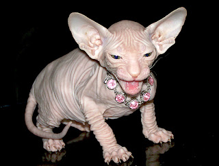 sphynx cat information pets kitten animal domestic gatto