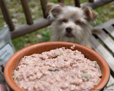 Bailey and Dr. Harvey's Canine Health Homemade Dog Food Mix